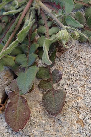 Crepis commutata \ Vertauschter Pippau / Confused Hawk's-Beard, Rhodos/Rhodes Lindos 20.3.2023