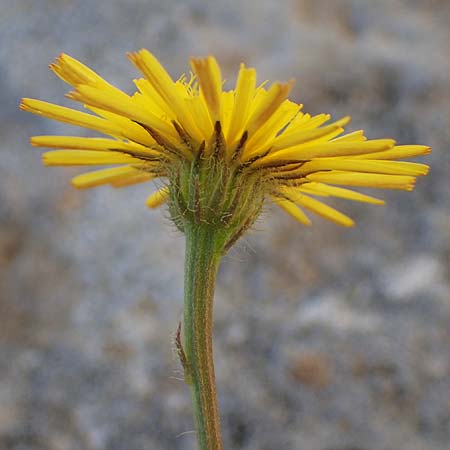 Crepis commutata \ Vertauschter Pippau / Confused Hawk's-Beard, Rhodos/Rhodes Lindos 20.3.2023