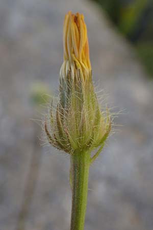 Crepis commutata \ Vertauschter Pippau / Confused Hawk's-Beard, Rhodos/Rhodes Lindos 20.3.2023