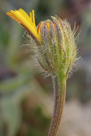 Crepis commutata \ Vertauschter Pippau / Confused Hawk's-Beard, Rhodos/Rhodes Lindos 20.3.2023