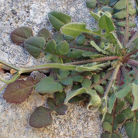 Crepis commutata \ Vertauschter Pippau / Confused Hawk's-Beard, Rhodos/Rhodes Lindos 20.3.2023