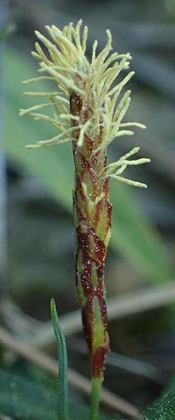 Carex flacca subsp. erythrostachys \ Ges&auml;gte Blau-Segge / Glaucous Sedge, Rhodos/Rhodes Feraklos Castle 26.3.2023
