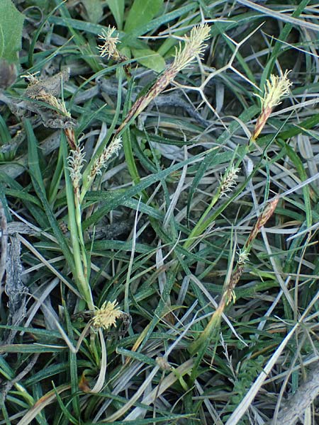 Carex flacca subsp. erythrostachys \ Ges&auml;gte Blau-Segge / Glaucous Sedge, Rhodos/Rhodes Feraklos Castle 26.3.2023