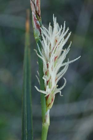 Carex flacca subsp. erythrostachys \ Ges&auml;gte Blau-Segge / Glaucous Sedge, Rhodos/Rhodes Feraklos Castle 26.3.2023