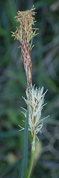 Carex flacca subsp. erythrostachys \ Ges&auml;gte Blau-Segge / Glaucous Sedge, Rhodos/Rhodes Feraklos Castle 26.3.2023