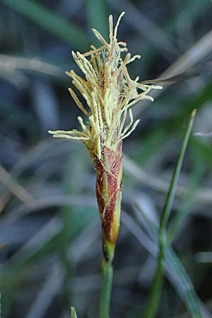 Carex flacca subsp. erythrostachys \ Ges&auml;gte Blau-Segge / Glaucous Sedge, Rhodos/Rhodes Feraklos Castle 26.3.2023