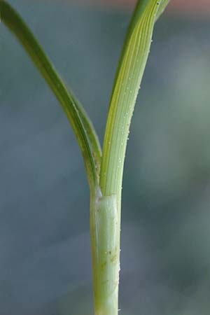 Carex flacca subsp. erythrostachys \ Ges&auml;gte Blau-Segge / Glaucous Sedge, Rhodos/Rhodes Feraklos Castle 26.3.2023