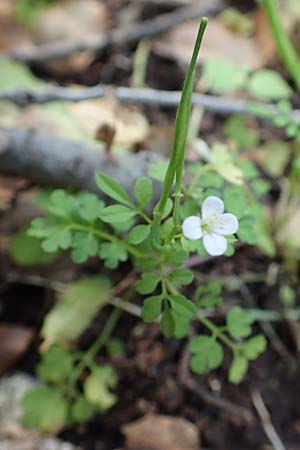 Cardamine graeca \ Griechisches Schaumkraut / Greek Bitter-Cress, Rhodos/Rhodes Profitis Ilias 2.4.2019