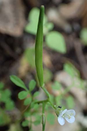 Cardamine graeca \ Griechisches Schaumkraut / Greek Bitter-Cress, Rhodos/Rhodes Profitis Ilias 2.4.2019