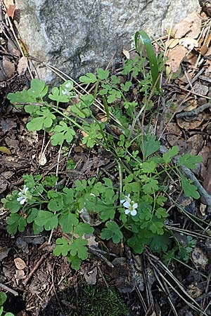 Cardamine graeca \ Griechisches Schaumkraut / Greek Bitter-Cress, Rhodos/Rhodes Profitis Ilias 2.4.2019