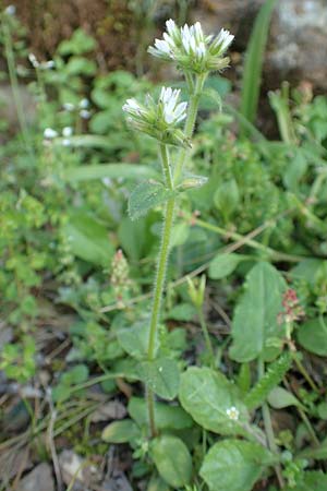 Cerastium glomeratum \ Knuel-Hornkraut / Sticky Mouse-Ear, Rhodos Profitis Ilias 2.4.2019