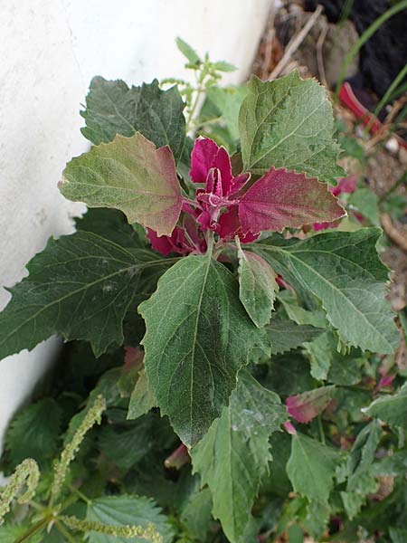 Chenopodium giganteum \ Baum-Spinat, Riesen-G�nsefu� / Tree Spinach, Rhodos/Rhodes Archangelos 17.3.2023