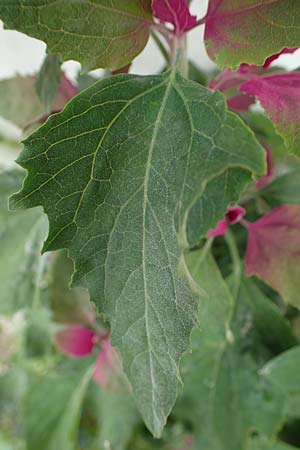 Chenopodium giganteum \ Baum-Spinat, Riesen-G�nsefu� / Tree Spinach, Rhodos/Rhodes Archangelos 17.3.2023