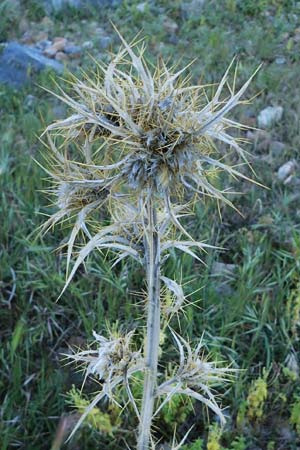 Carlina graeca \ Griechische Eberwurz, Rhodos Lindos 20.3.2023