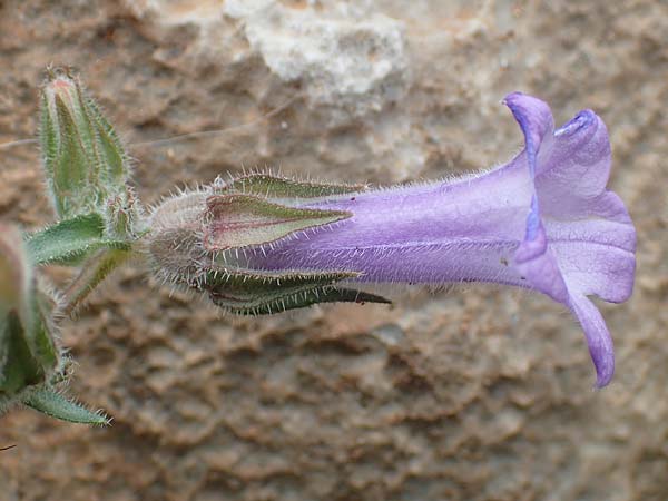 Campanula hagielia \ Berg-Hagios-Glockenblume / Hagios Bellflower, Rhodos/Rhodes Tsambika 30.3.2019