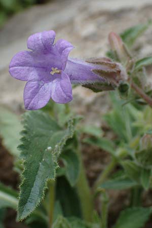 Campanula hagielia \ Berg-Hagios-Glockenblume / Hagios Bellflower, Rhodos/Rhodes Tsambika 30.3.2019