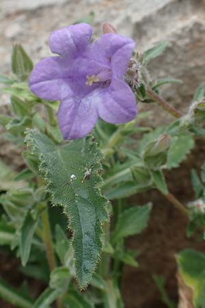 Campanula hagielia \ Berg-Hagios-Glockenblume / Hagios Bellflower, Rhodos/Rhodes Tsambika 30.3.2019