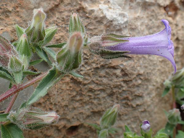 Campanula hagielia \ Berg-Hagios-Glockenblume / Hagios Bellflower, Rhodos/Rhodes Tsambika 30.3.2019