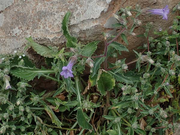 Campanula hagielia \ Berg-Hagios-Glockenblume / Hagios Bellflower, Rhodos/Rhodes Tsambika 30.3.2019