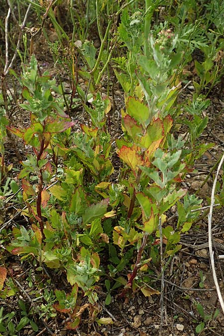 Chenopodium murale \ Mauer-Gnsefu / Nettle-Leaf Goosefoot, Rhodos Kattavia 1.4.2019