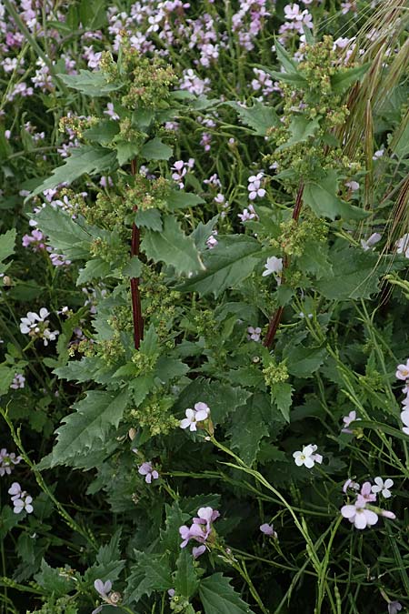 Chenopodium murale \ Mauer-Gnsefu / Nettle-Leaf Goosefoot, Rhodos Kattavia 1.4.2019