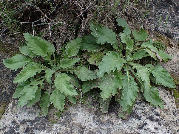 Campanula hagielia \ Berg-Hagios-Glockenblume / Hagios Bellflower, Rhodos/Rhodes Archangelos 17.3.2023
