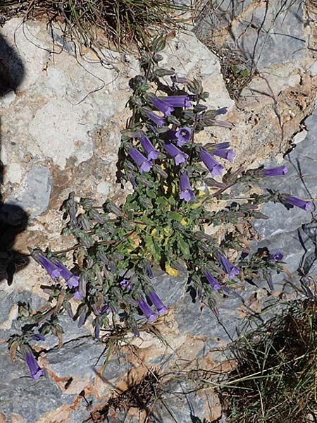 Campanula hagielia \ Berg-Hagios-Glockenblume / Hagios Bellflower, Rhodos/Rhodes Lindos 20.3.2023