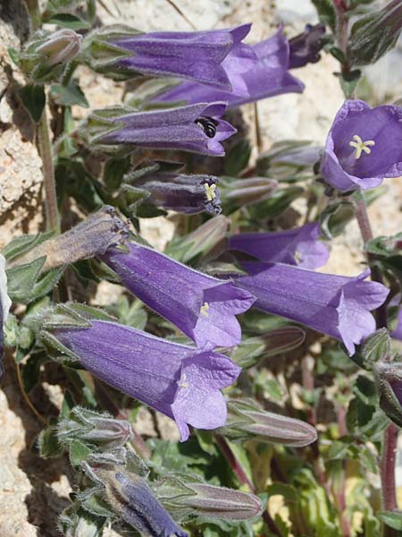 Campanula hagielia \ Berg-Hagios-Glockenblume / Hagios Bellflower, Rhodos/Rhodes Lindos 20.3.2023