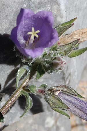 Campanula hagielia \ Berg-Hagios-Glockenblume / Hagios Bellflower, Rhodos/Rhodes Lindos 20.3.2023