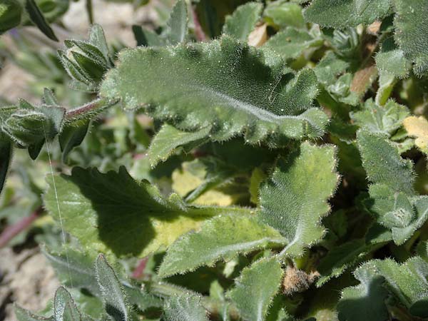 Campanula hagielia \ Berg-Hagios-Glockenblume / Hagios Bellflower, Rhodos/Rhodes Lindos 20.3.2023