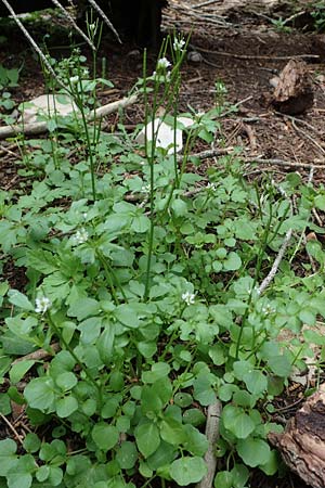 Cardamine hirsuta \ Vielstngeliges Schaumkraut, Behaartes Schaumkraut / Hairy Bitter-Cress, Rhodos Akramitis 21.3.2023