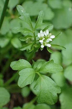 Cardamine hirsuta \ Vielstngeliges Schaumkraut, Behaartes Schaumkraut / Hairy Bitter-Cress, Rhodos Akramitis 21.3.2023