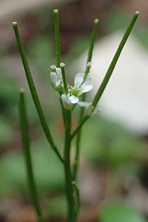 Cardamine hirsuta \ Vielstngeliges Schaumkraut, Behaartes Schaumkraut / Hairy Bitter-Cress, Rhodos Akramitis 21.3.2023