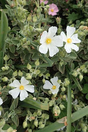 Cistus parviflorus \ Kleinbl&uuml;tige Zistrose / Small-Flowered Rock-Rose, Rhodos/Rhodes Kattavia 1.4.2019