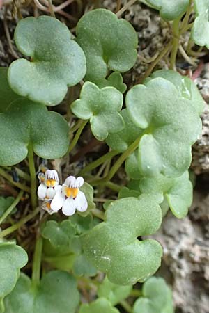 Cymbalaria longipes \ Langstieliges Zimbelkraut / Long-peduncle Toadflax, Rhodos/Rhodes City 28.3.2019