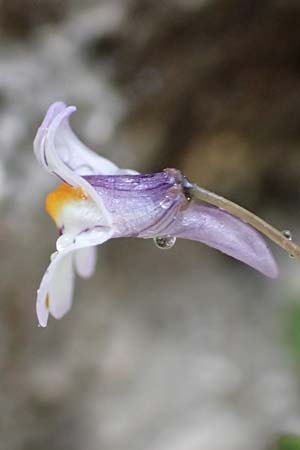 Cymbalaria longipes \ Langstieliges Zimbelkraut / Long-peduncle Toadflax, Rhodos/Rhodes City 28.3.2019
