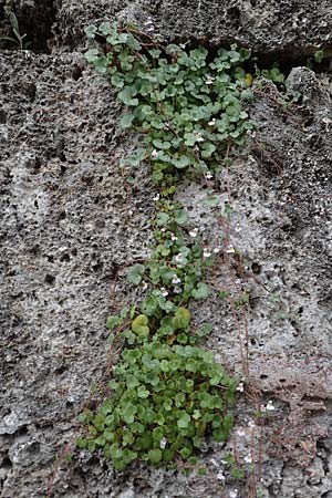 Cymbalaria longipes \ Langstieliges Zimbelkraut / Long-peduncle Toadflax, Rhodos/Rhodes City 28.3.2019