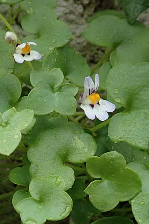 Cymbalaria longipes \ Langstieliges Zimbelkraut / Long-peduncle Toadflax, Rhodos/Rhodes City 28.3.2019