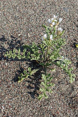 Cakile maritima \ Europischer Meersenf / Sea Rocket, Rhodos Kattavia 1.4.2019