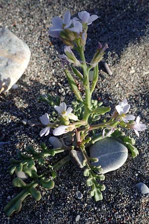 Cakile maritima \ Europischer Meersenf / Sea Rocket, Rhodos Haraki 15.3.2023