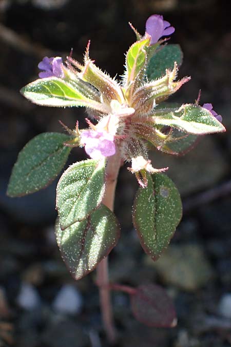 Clinopodium graveolens subsp. rotundifolium <b>?</b>, Rundblättriger Steinquendel