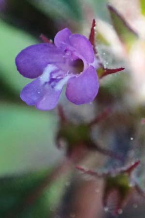 Clinopodium graveolens subsp. rotundifolium ? \ Rundblttriger Steinquendel / Round-Leaved Calamint, Rhodos Moni Artamiti 27.3.2023
