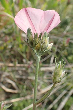 Convolvulus cantabrica \ Kantabrische Winde / Southern Bindweed, Rhodos/Rhodes Gennadi 1.4.2019