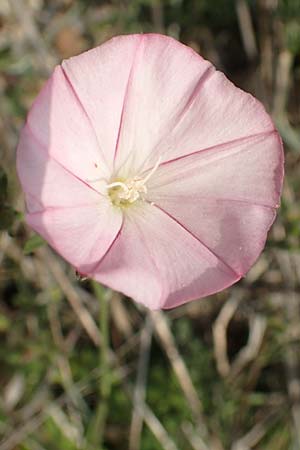 Convolvulus cantabrica \ Kantabrische Winde / Southern Bindweed, Rhodos/Rhodes Gennadi 1.4.2019
