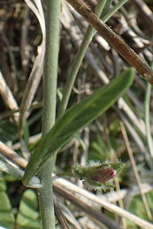 Convolvulus cantabrica \ Kantabrische Winde / Southern Bindweed, Rhodos/Rhodes Gennadi 1.4.2019