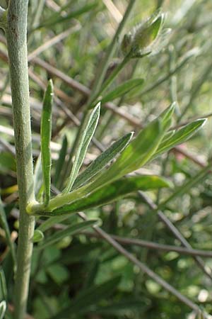 Convolvulus cantabrica \ Kantabrische Winde / Southern Bindweed, Rhodos/Rhodes Gennadi 1.4.2019