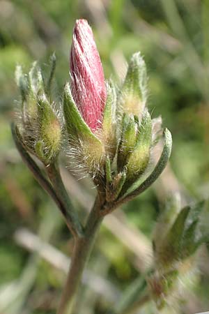 Convolvulus cantabrica \ Kantabrische Winde / Southern Bindweed, Rhodos/Rhodes Gennadi 1.4.2019