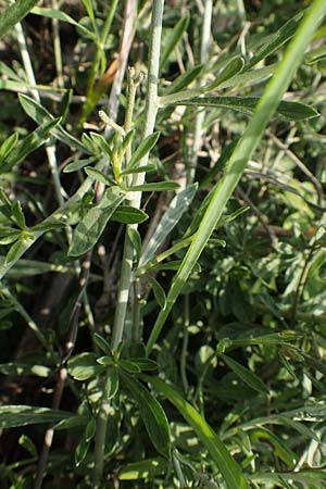 Convolvulus cantabrica \ Kantabrische Winde / Southern Bindweed, Rhodos/Rhodes Gennadi 1.4.2019