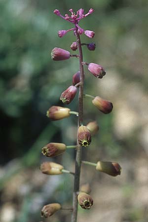 Muscari weissii \ Weiss' Traubenhyazinthe / Weiss' Hyacinth, Rhodos/Rhodes Prasonisi 21.3.2005