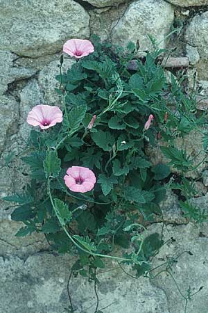 Convolvulus althaeoides \ Malvenbl�ttrige Winde / Mallow Bindweed, Rhodos/Rhodes Philerimos 5.5.1987